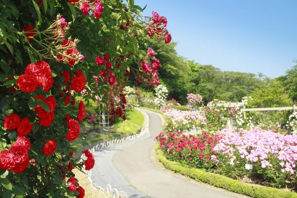Hermosa rosa en un jardín Fotos de stock libres de derechos