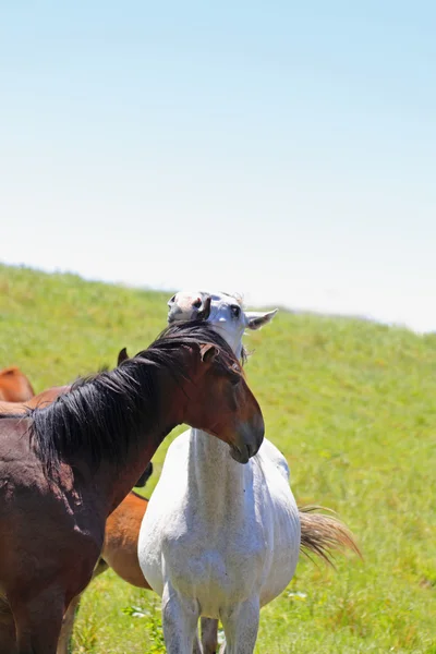 Ló, és a mező — Stock Fotó