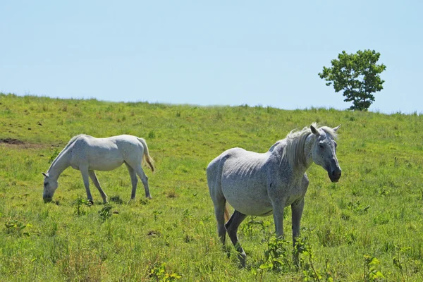 Pferd und Feld — Stockfoto