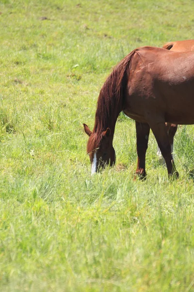 Paard en veld — Stockfoto