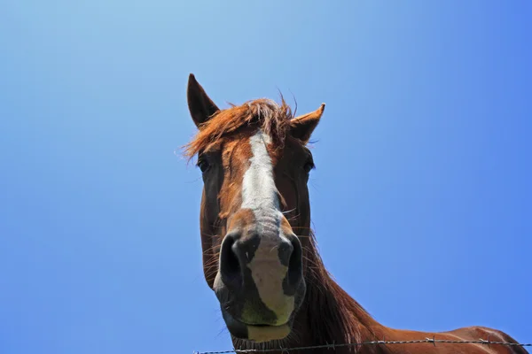 Cavalo e Campo — Fotografia de Stock