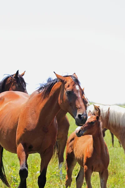 馬およびフィールド — ストック写真