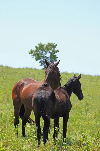 Pferd und Feld — Stockfoto