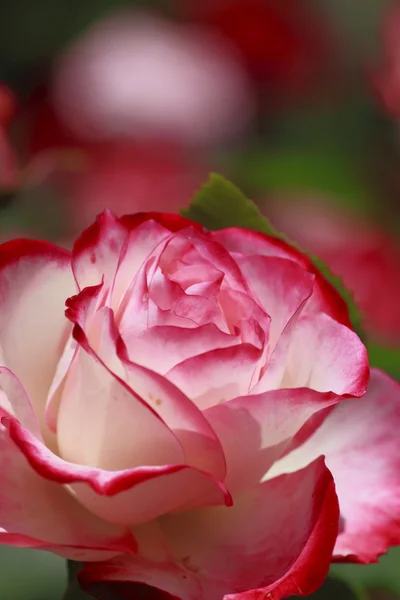 Belle rose dans un jardin — Photo