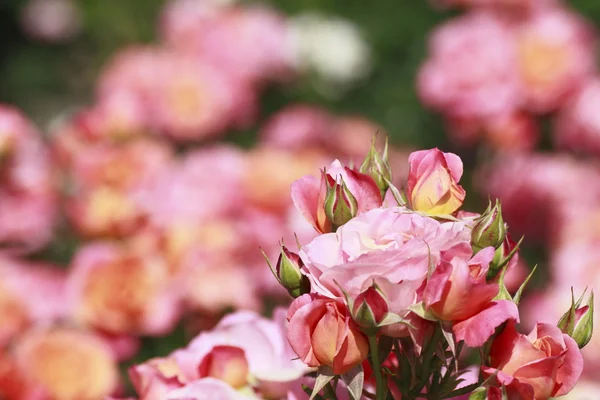 Trandafir frumos într-o grădină — Fotografie, imagine de stoc