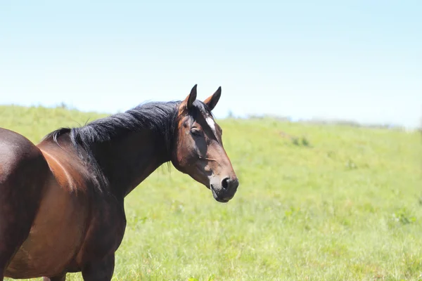 Лошадь и поле — стоковое фото