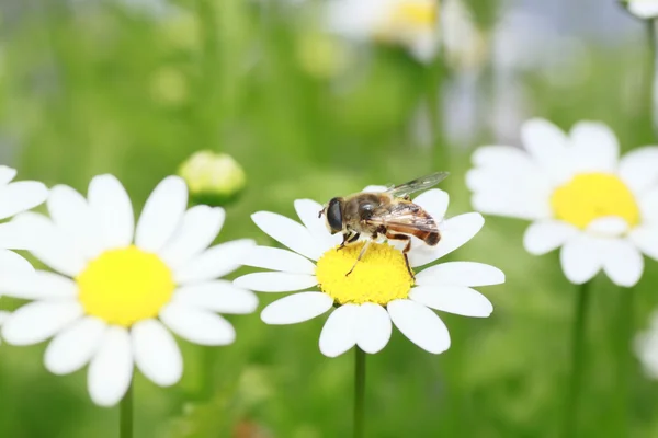 stock image Bee and flower