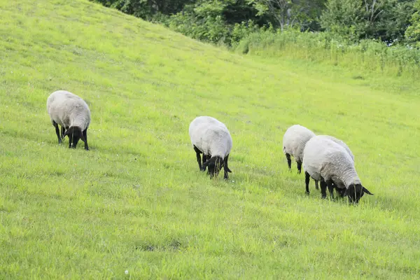 一群羊 — 图库照片