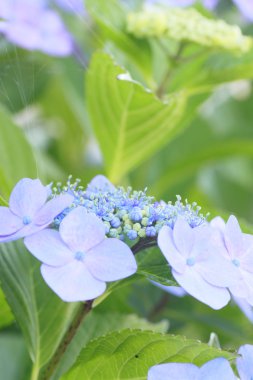 Hydrangea Macrophylla