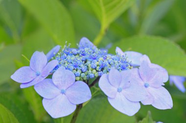 Hydrangea Macrophylla