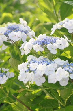 Hydrangea Macrophylla