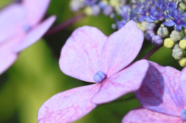 Hydrangea Macrophylla