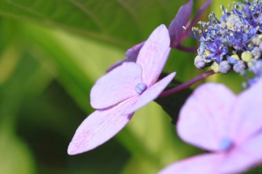 Hydrangea Macrophylla