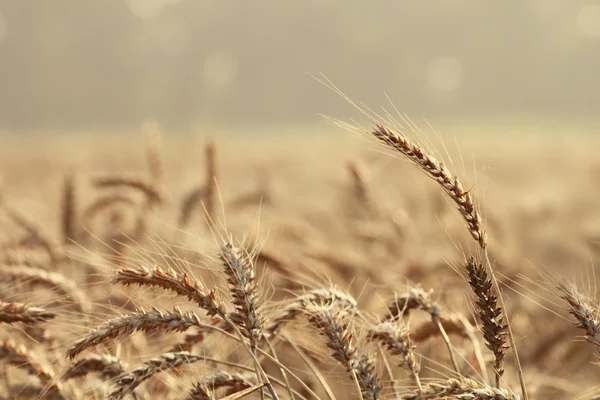 stock image Fields of wheat