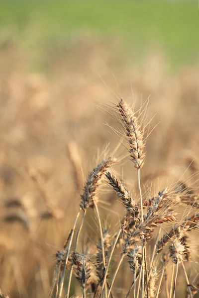 Pola pszenicy — Zdjęcie stockowe