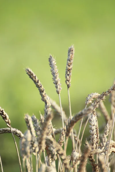 Buğday Tarlaları — Stok fotoğraf