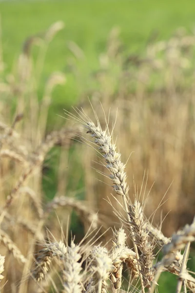 Pole pšenice obecné — Stock fotografie