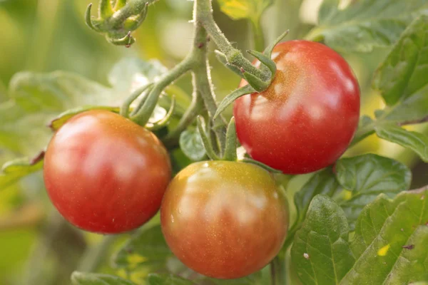 Stock image Tomato