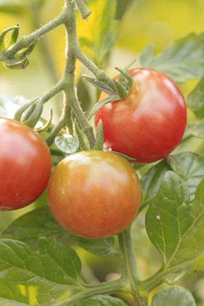 stock image Tomato