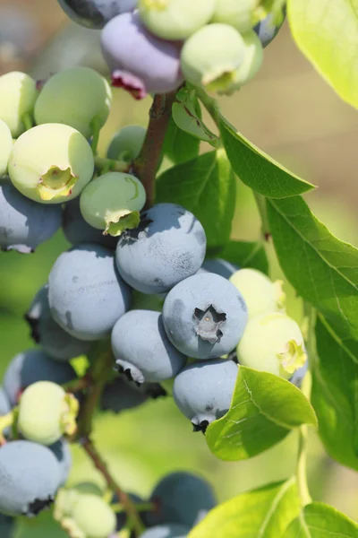 Blueberry in the summer — Stock Photo, Image