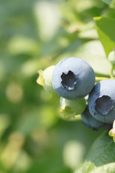 Blueberry in the summer — Stock Photo, Image