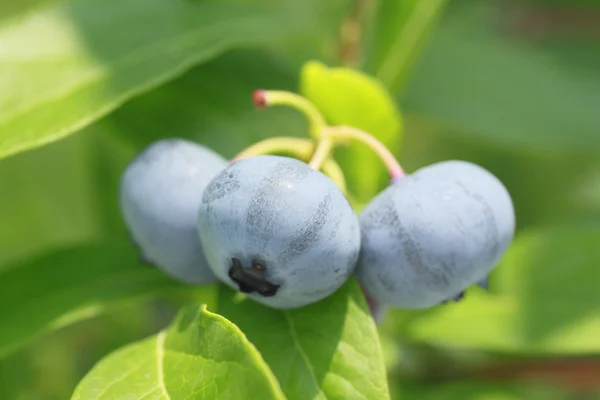 stock image Blueberry in the summer