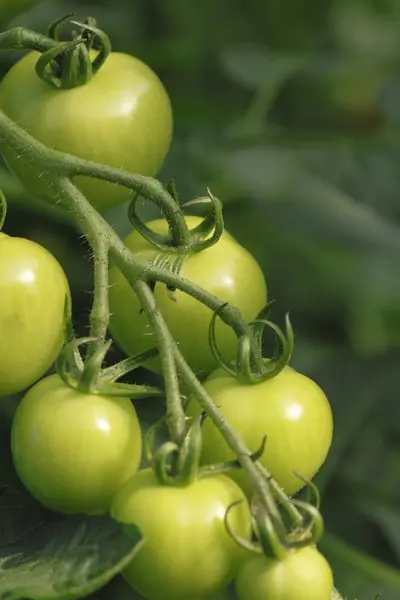 stock image Tomato