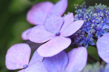 Hydrangea Macrophylla