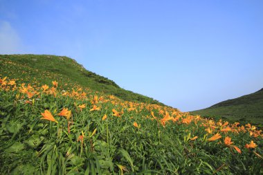 daylily ve dağ