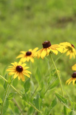 Rudbeckia triloba