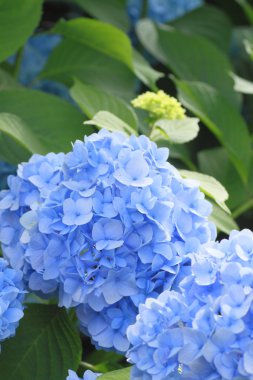 Hydrangea Macrophylla