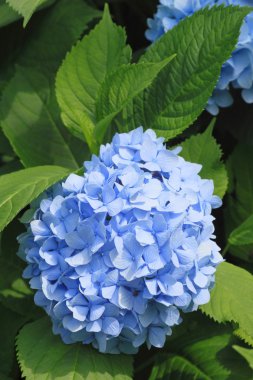 Hydrangea Macrophylla