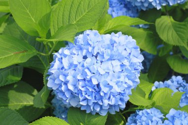 Hydrangea Macrophylla