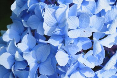 Hydrangea Macrophylla