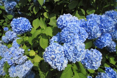 Hydrangea Macrophylla