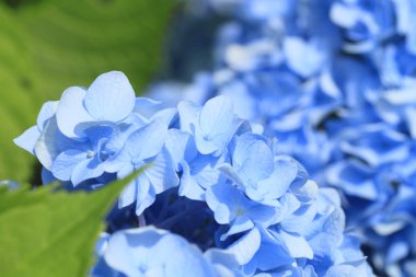 Hydrangea Macrophylla