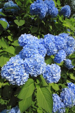 Hydrangea macrophylla clipart