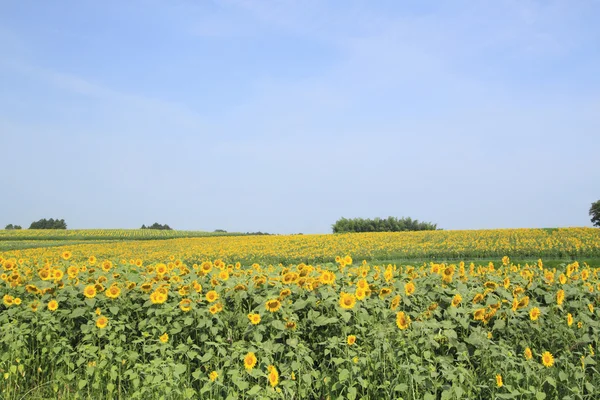 stock image Sunflowers in the field