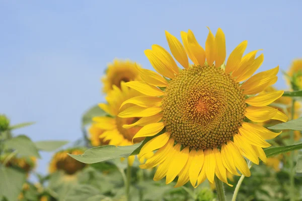 stock image Sunflowers in the field