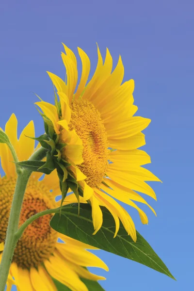 stock image Sunflowers in the field