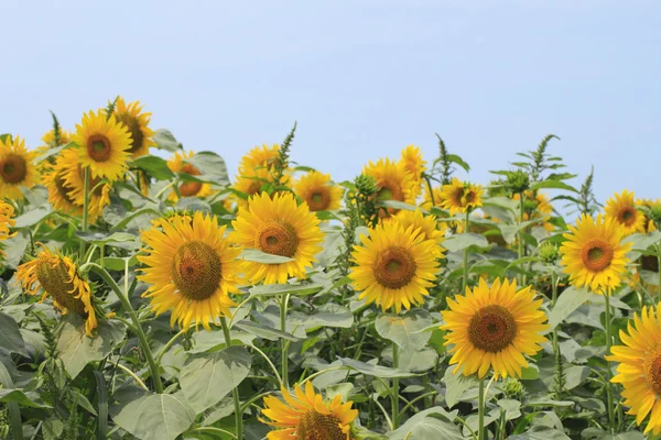 stock image Sunflowers in the field