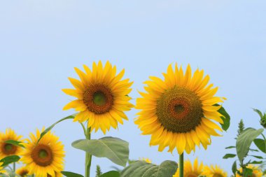 Tarlada ayçiçekleri