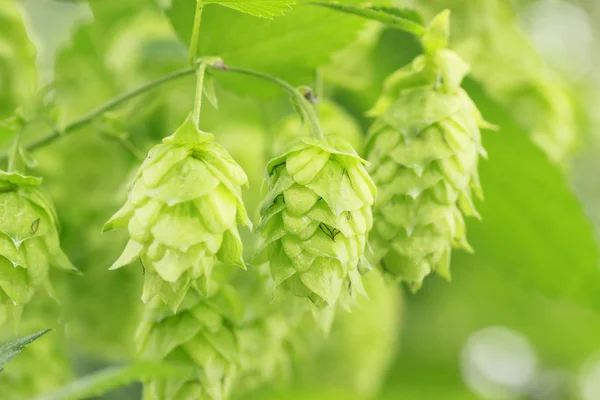 stock image Green hops in summer