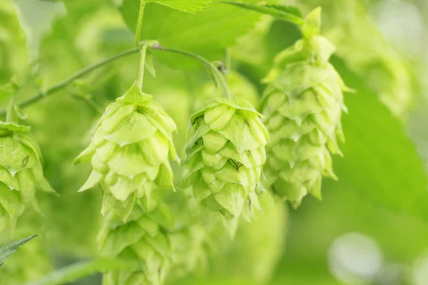 stock image Green hops in summer