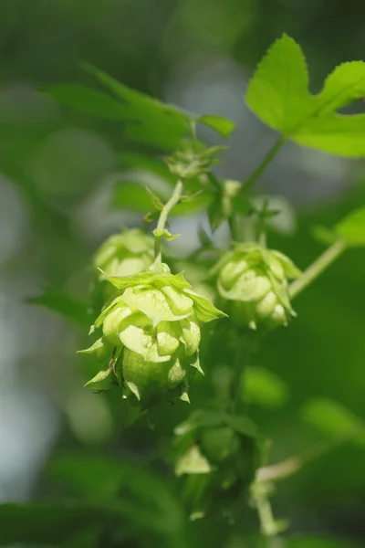 Green hops in summer — Stock Photo, Image