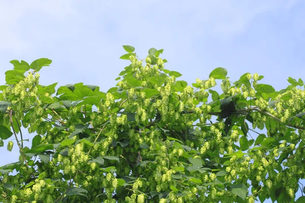 Зеленый хмель летом — стоковое фото