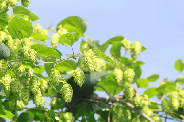 Green hops in summer — Stock Photo, Image