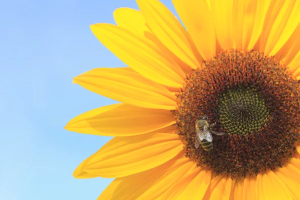 stock image Sunflower and a bee