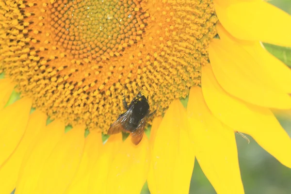 Соняшник і бджола — стокове фото