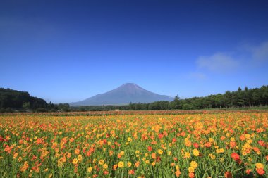 Mt.Fuji and Cosmos clipart